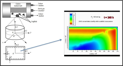 Mathematical models and computer simulation of cell growth and proliferation