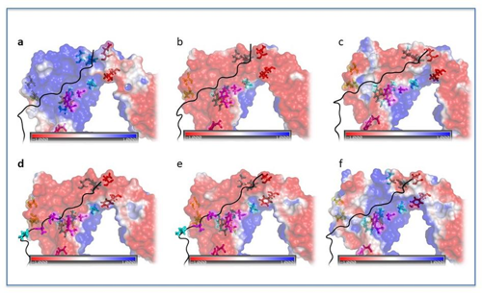 Molecular modeling of biological systems for medical and pharmaceutical applications: molecular modeling of the onset of autoimmune diseases