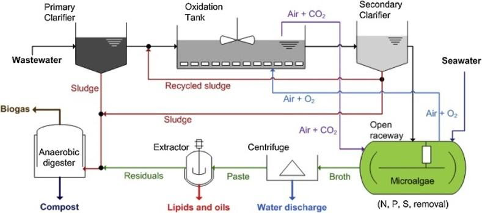 Modelli matematici della crescita delle microalghe in fotobioreattori per la cattura di CO2 e la produzione di biomolecole