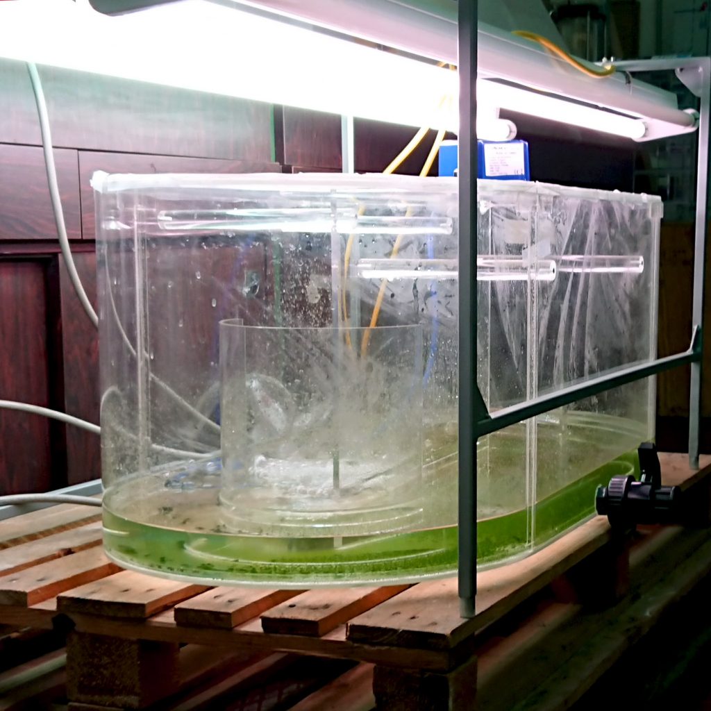 L'immagine mostra un reattore per microalghe: un impianto pilota di coltivazione costituito da una capiente vasca trasparente sul cui fondo è presente dell'acqua resa verde dalla presenza delle alghe.