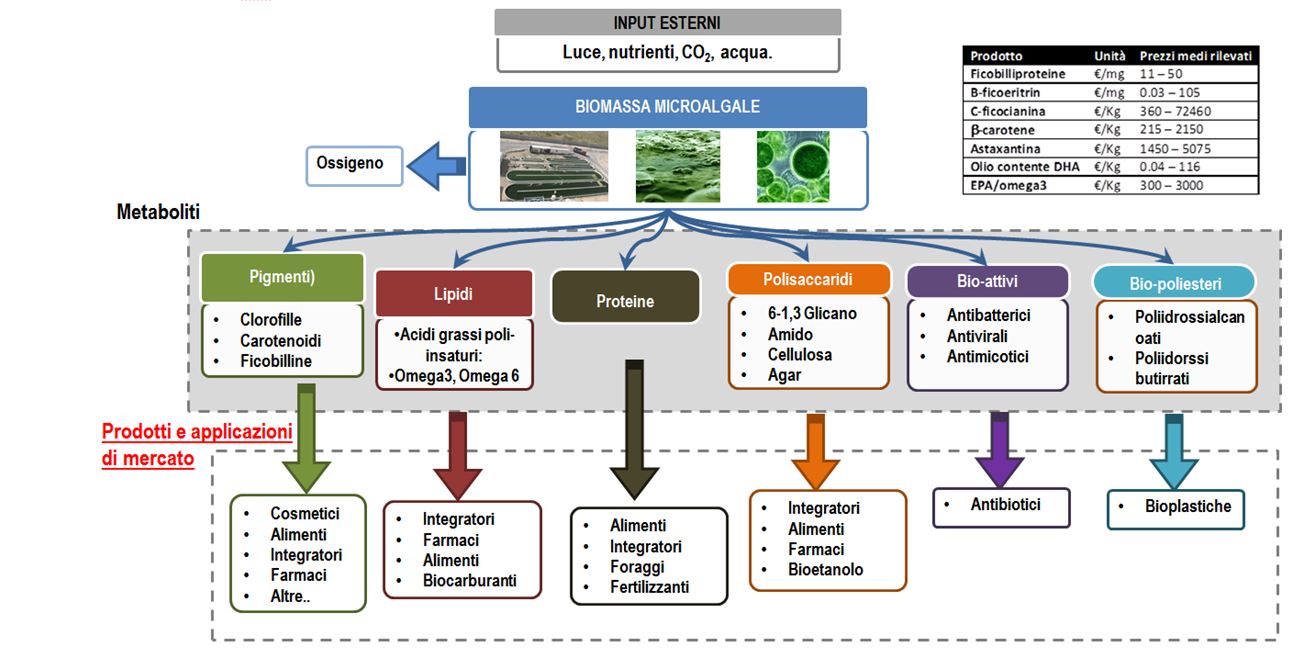 Coltivazione di ceppi microalgali sardi